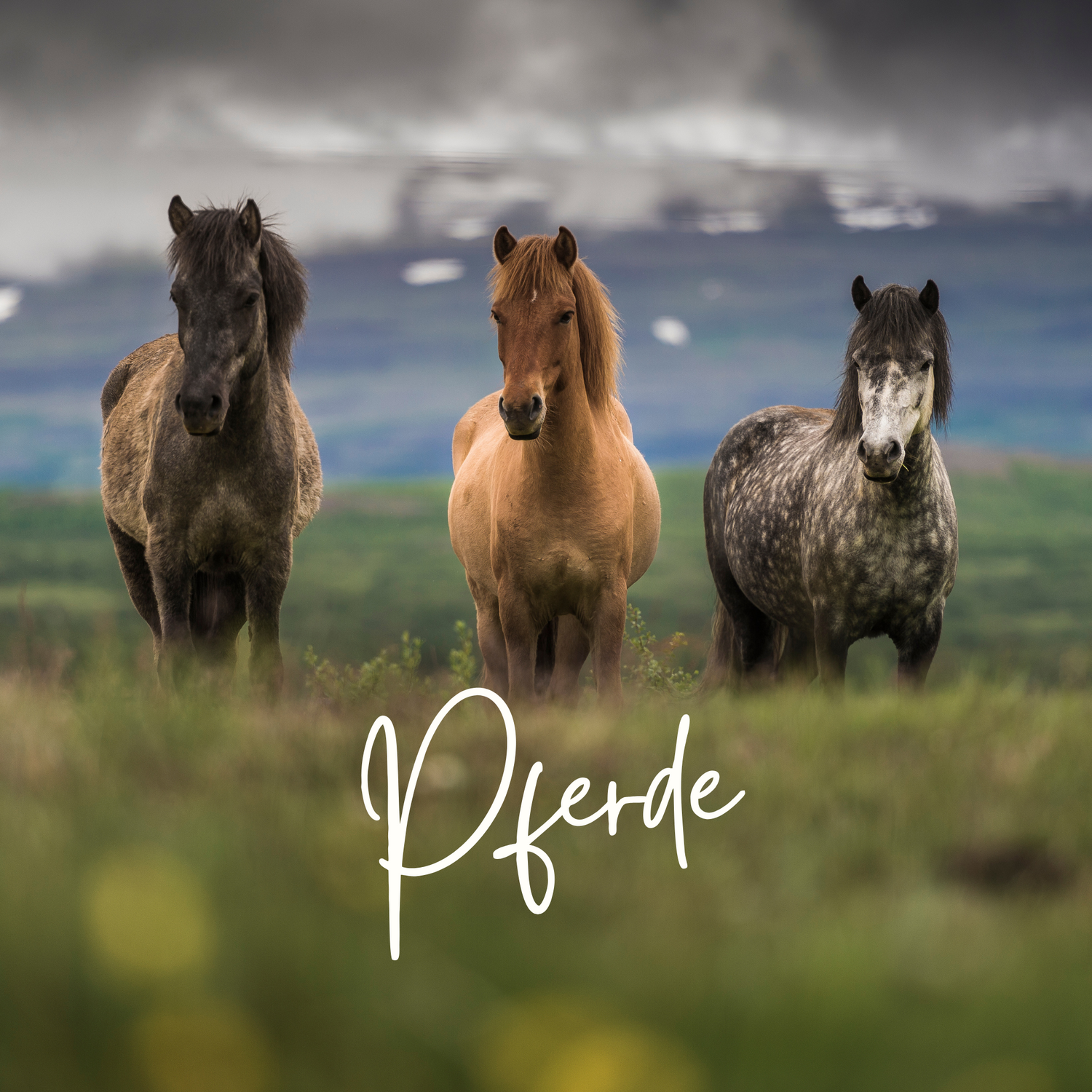 Pferde